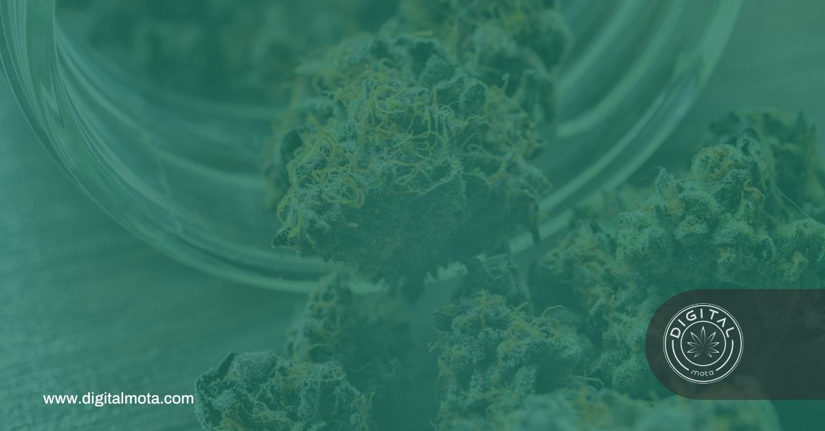 best practices when marketing for dispensaries 