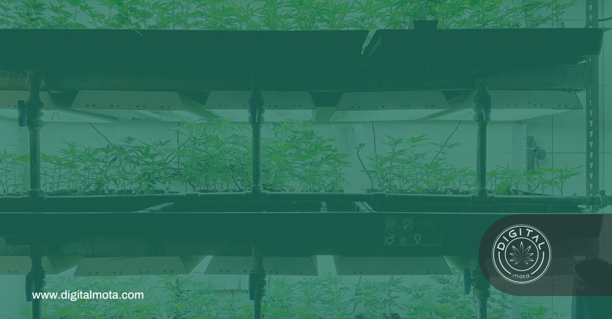 Dispensary Digital Marketing