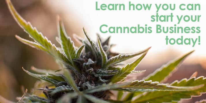 learn how you can start cannabis business