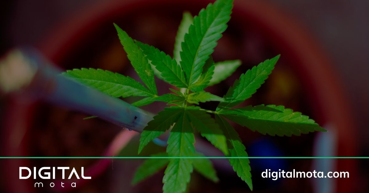 Digital Marketing Cannabis