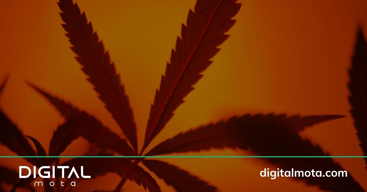 marketing for dispensaries ai and digital marketing